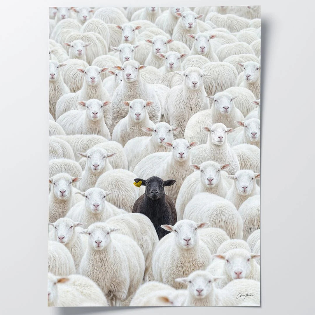 Black Sheep by CM