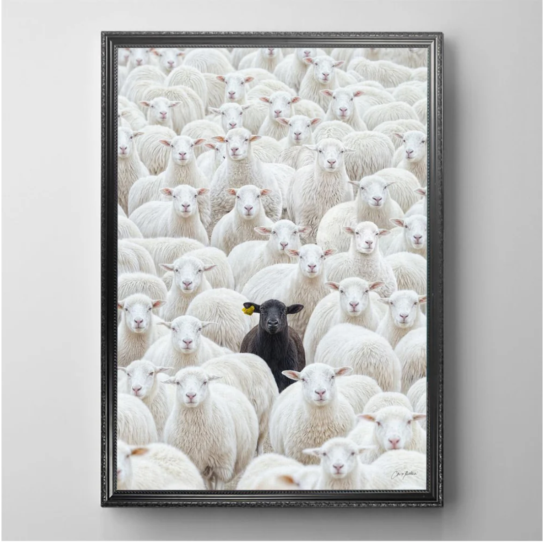 Black Sheep by CM